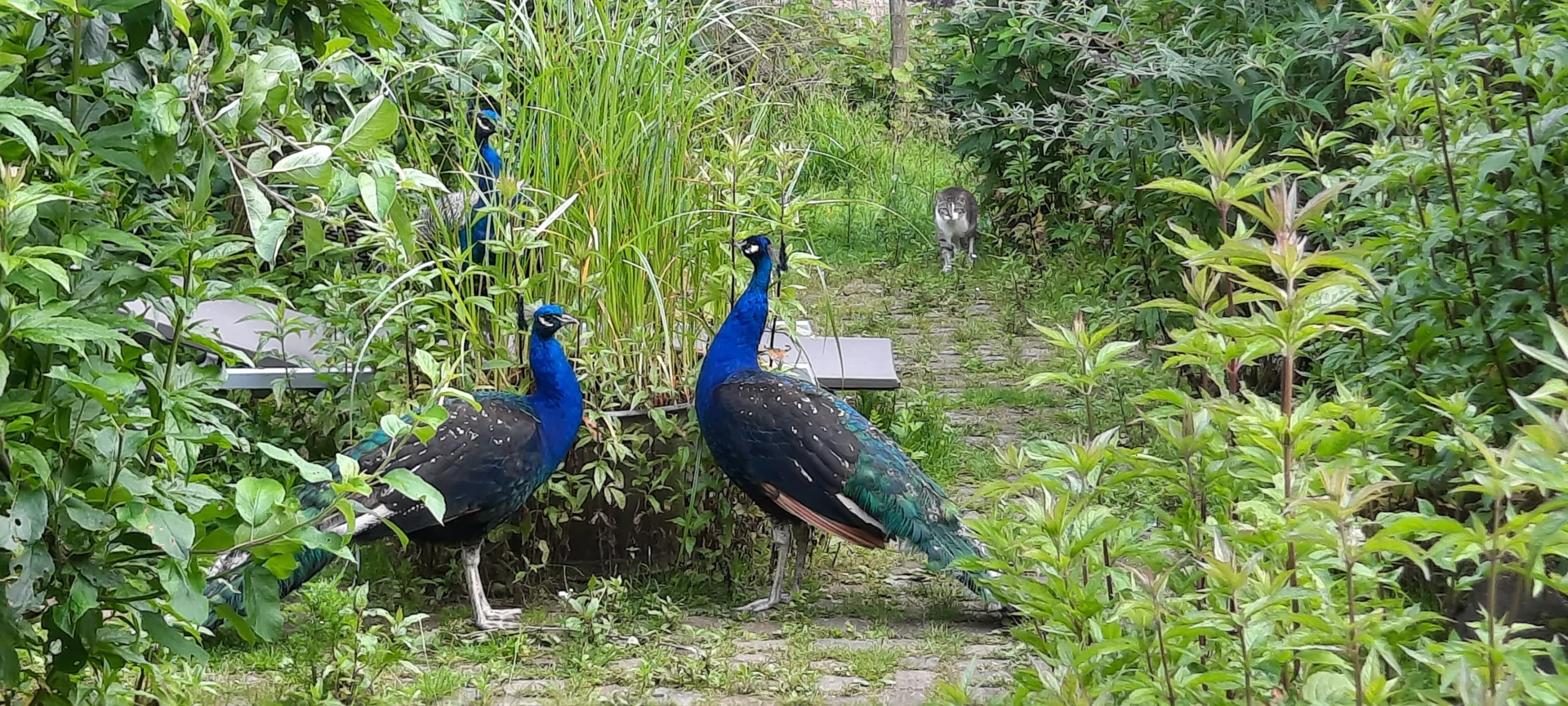 Vrije Stijl - Natuurrijke tuinen
