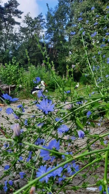 Vrije Stijl - Natuurrijke tuinen