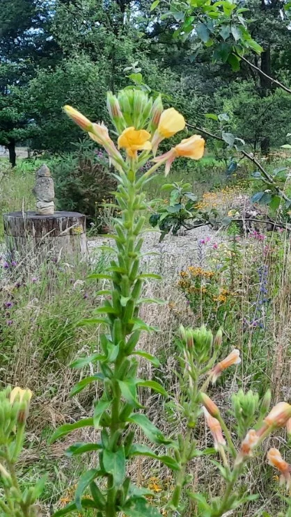 Vrije Stijl - Natuurrijke tuinen
